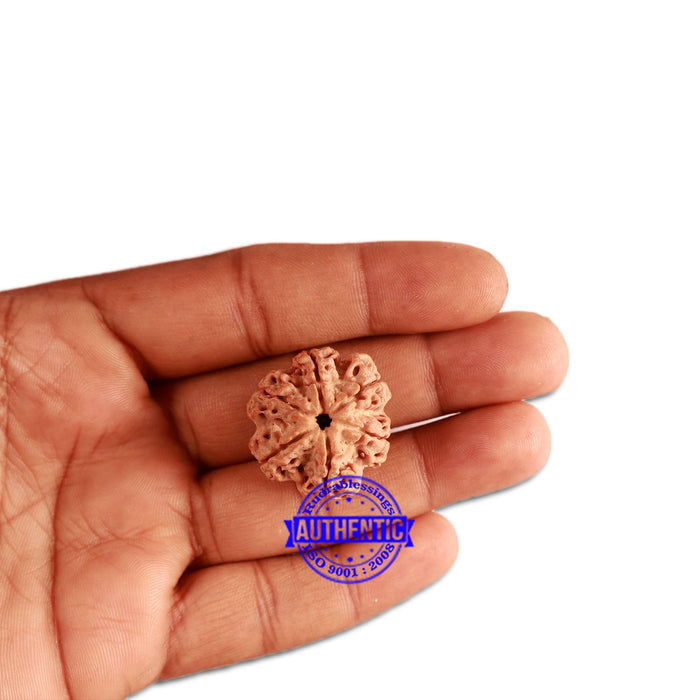 6 Mukhi Rudraksha from Nepal - Bead No. 349