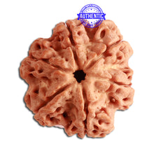 Load image into Gallery viewer, 6 Mukhi Rudraksha from Nepal - Bead No. 349
