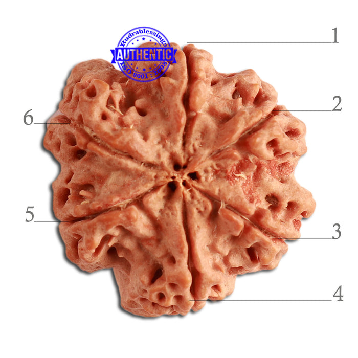 6 Mukhi Rudraksha from Nepal - Bead No. 349