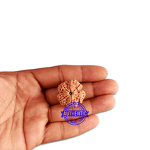 Load image into Gallery viewer, 6 Mukhi Rudraksha from Nepal - Bead No. 350
