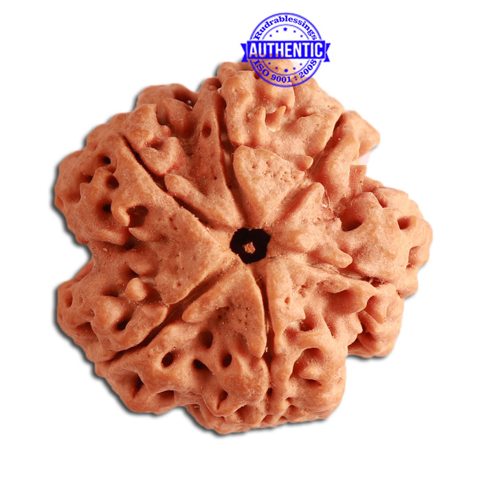 6 Mukhi Rudraksha from Nepal - Bead No. 350