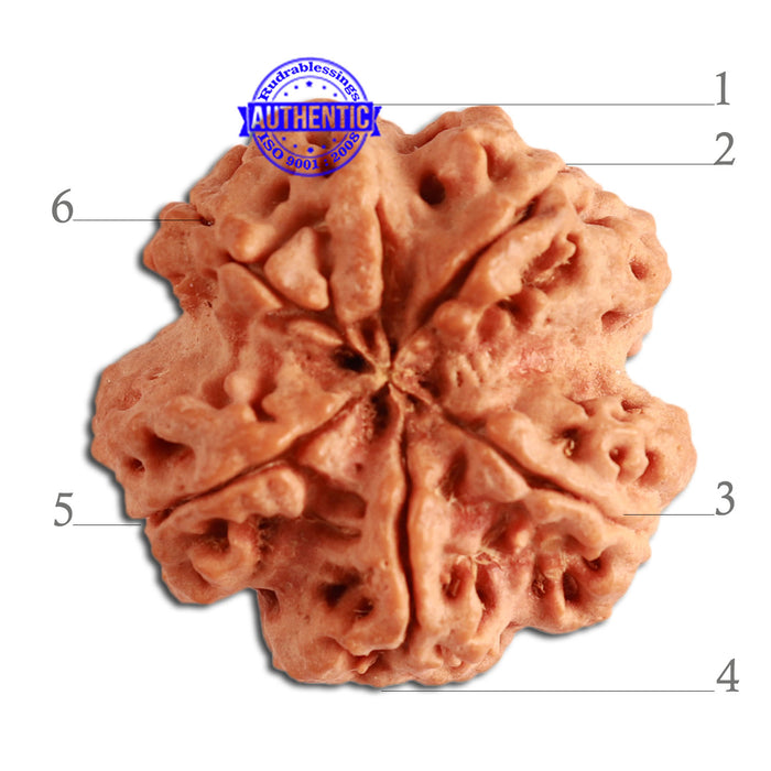 6 Mukhi Rudraksha from Nepal - Bead No. 350