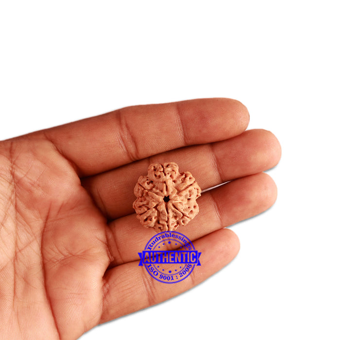 6 Mukhi Rudraksha from Nepal - Bead No 351