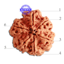 Load image into Gallery viewer, 6 Mukhi Rudraksha from Nepal - Bead No 351
