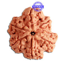 Load image into Gallery viewer, 6 Mukhi Rudraksha from Nepal - Bead No. 352
