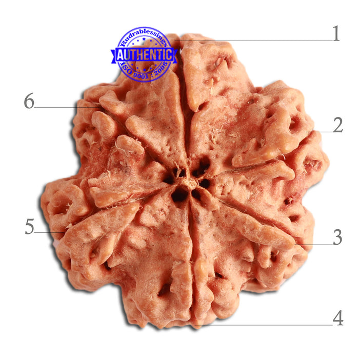 6 Mukhi Rudraksha from Nepal - Bead No. 352