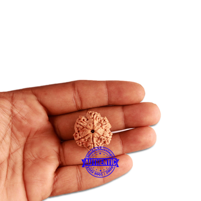 6 Mukhi Rudraksha from Nepal - Bead No 353
