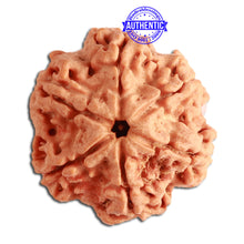 Load image into Gallery viewer, 6 Mukhi Rudraksha from Nepal - Bead No 353
