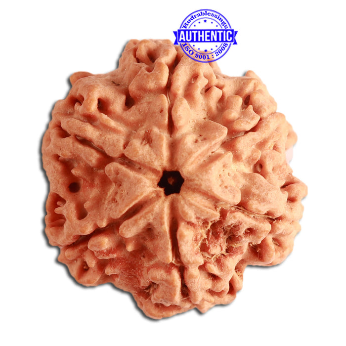 6 Mukhi Rudraksha from Nepal - Bead No 353