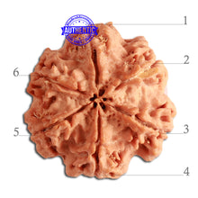Load image into Gallery viewer, 6 Mukhi Rudraksha from Nepal - Bead No 353
