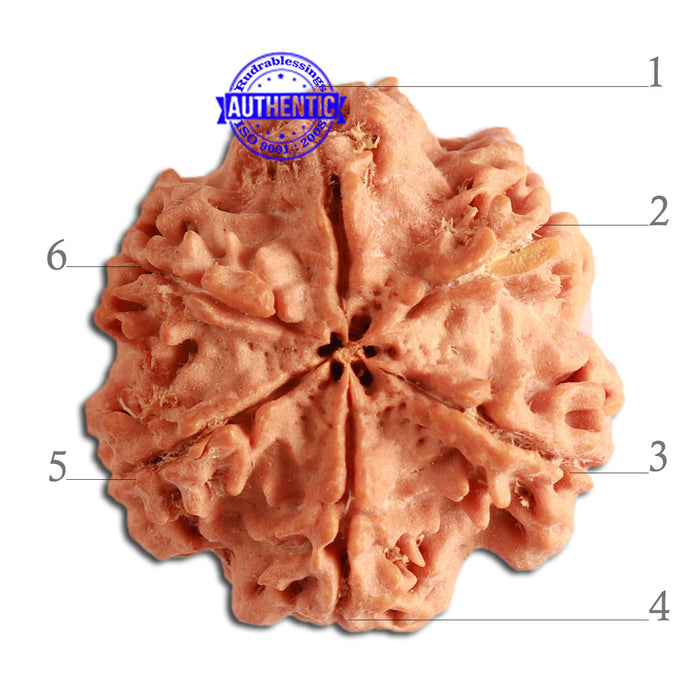 6 Mukhi Rudraksha from Nepal - Bead No 353