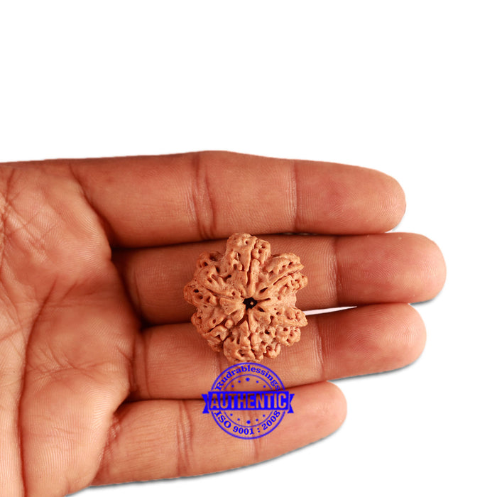 6 Mukhi Ganesha Rudraksha from Nepal - Bead No. 359