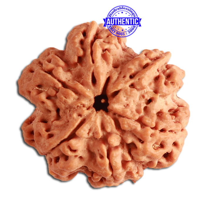 6 Mukhi Ganesha Rudraksha from Nepal - Bead No. 359