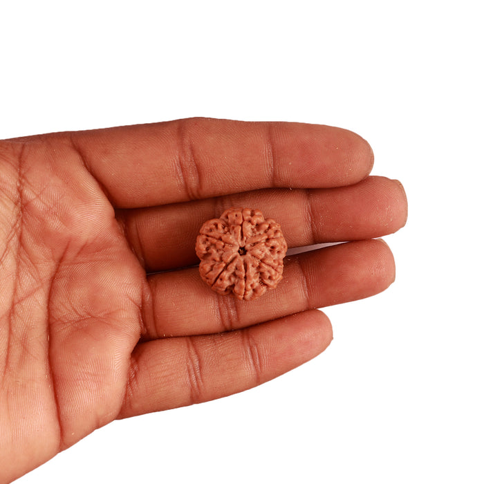 6 Mukhi Rudraksha from Nepal - Bead No. 364