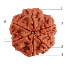 Load image into Gallery viewer, 6 Mukhi Rudraksha from Nepal - Bead No. 364
