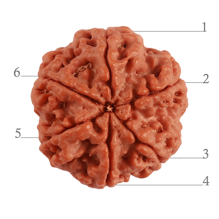 6 Mukhi Rudraksha from Nepal - Bead No. 364
