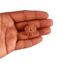 Load image into Gallery viewer, 6 Mukhi Rudraksha from Nepal - Bead No. 365
