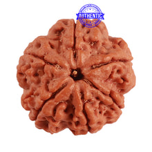 Load image into Gallery viewer, 6 Mukhi Rudraksha from Nepal - Bead No. 365
