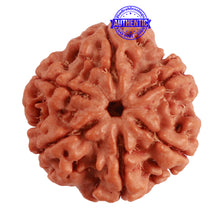 Load image into Gallery viewer, 6 Mukhi Rudraksha from Nepal - Bead No. 366
