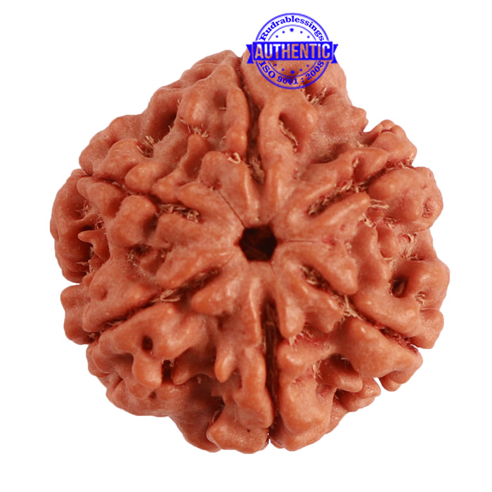 6 Mukhi Rudraksha from Nepal - Bead No. 366