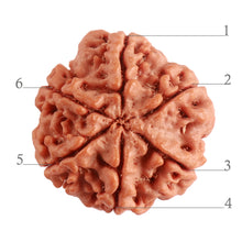Load image into Gallery viewer, 6 Mukhi Rudraksha from Nepal - Bead No. 366
