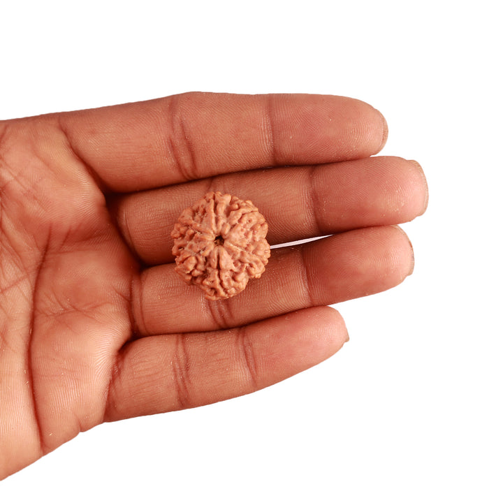 6 Mukhi Rudraksha from Nepal - Bead No. 367