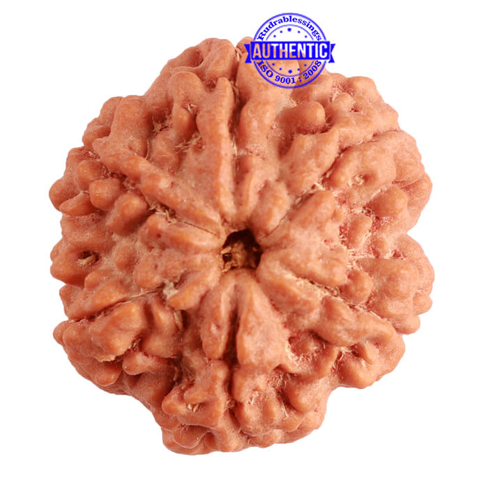 6 Mukhi Rudraksha from Nepal - Bead No. 367