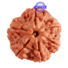 Load image into Gallery viewer, 6 Mukhi Rudraksha from Nepal - Bead No. 368

