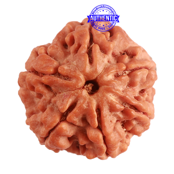 6 Mukhi Rudraksha from Nepal - Bead No. 368