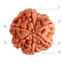 Load image into Gallery viewer, 6 Mukhi Rudraksha from Nepal - Bead No. 368
