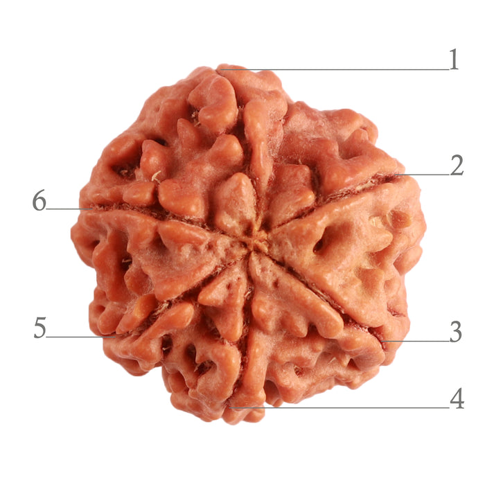 6 Mukhi Rudraksha from Nepal - Bead No. 368