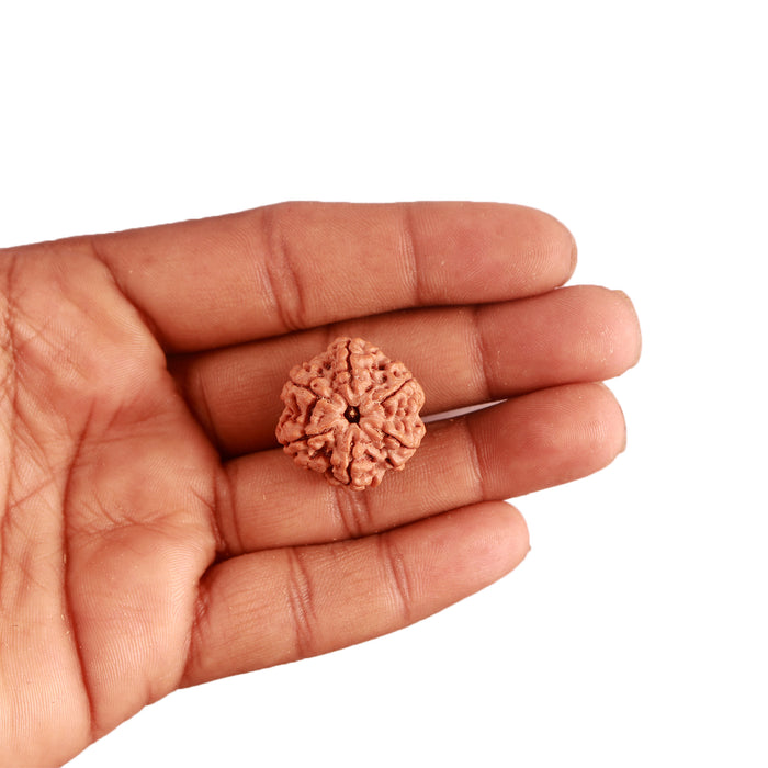 6 Mukhi Rudraksha from Nepal - Bead No. 369