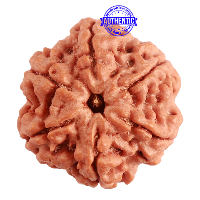 6 Mukhi Rudraksha from Nepal - Bead No. 369