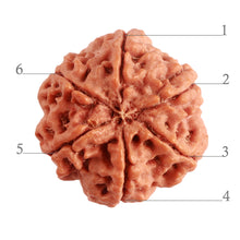 Load image into Gallery viewer, 6 Mukhi Rudraksha from Nepal - Bead No. 369
