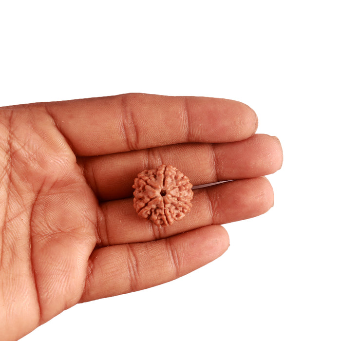 6 Mukhi Rudraksha from Nepal - Bead No. 370