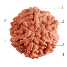 Load image into Gallery viewer, 6 Mukhi Rudraksha from Nepal - Bead No. 370
