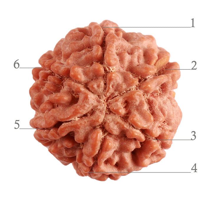 6 Mukhi Rudraksha from Nepal - Bead No. 370