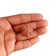 Load image into Gallery viewer, 6 Mukhi Rudraksha from Nepal - Bead No. 371
