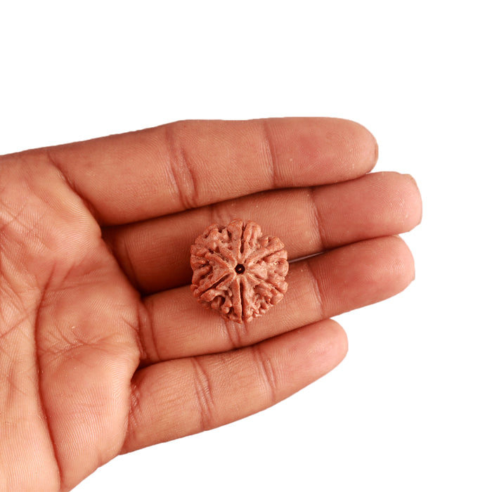 6 Mukhi Rudraksha from Nepal - Bead No. 371