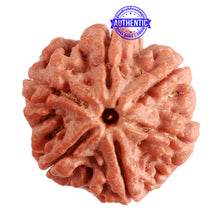 Load image into Gallery viewer, 6 Mukhi Rudraksha from Nepal - Bead No. 371
