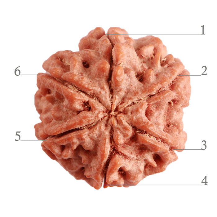6 Mukhi Rudraksha from Nepal - Bead No. 371