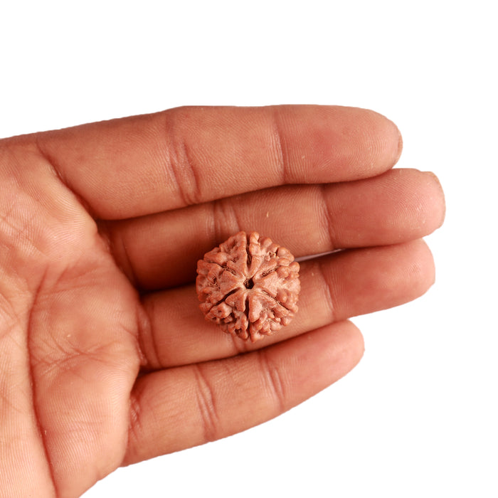 6 Mukhi Rudraksha from Nepal - Bead No. 372