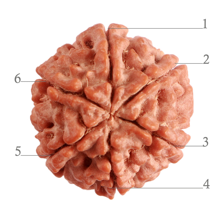 6 Mukhi Rudraksha from Nepal - Bead No. 372