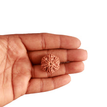 Load image into Gallery viewer, 6 Mukhi Rudraksha from Nepal - Bead No. 373
