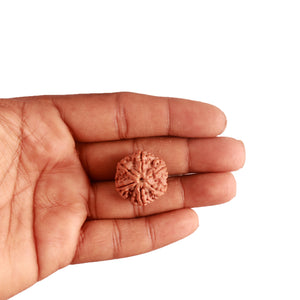 6 Mukhi Rudraksha from Nepal - Bead No. 373