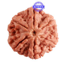 Load image into Gallery viewer, 6 Mukhi Rudraksha from Nepal - Bead No. 373
