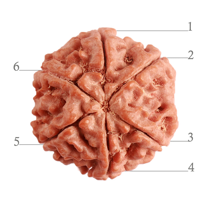 6 Mukhi Rudraksha from Nepal - Bead No. 373