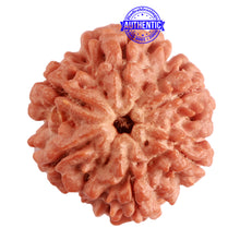 Load image into Gallery viewer, 6 Mukhi Rudraksha from Nepal - Bead No. 374
