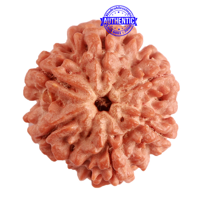 6 Mukhi Rudraksha from Nepal - Bead No. 374