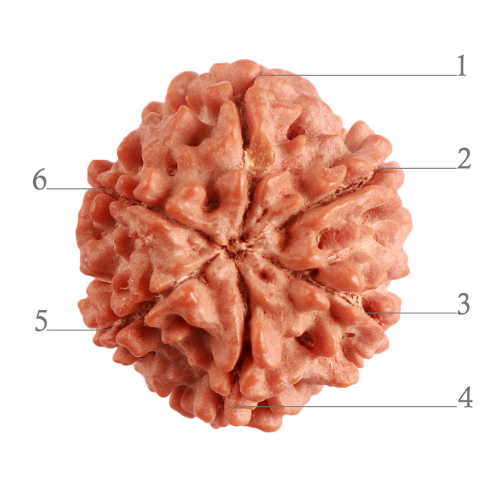 6 Mukhi Rudraksha from Nepal - Bead No. 374